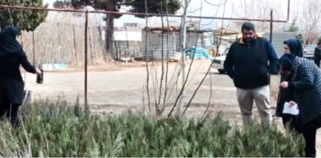 توزیع ۴۰۰۰ نهال رایگان در شهرستان دماوند همزمان با هفته منابع طبیعی توزیع ۴۰۰۰ نهال رایگان در شهرستان دماوند همزمان با هفته منابع طبیعی