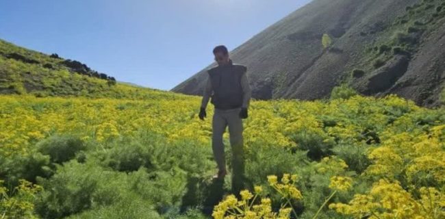 ‌بهبود چشمگیر پوشش گیاهی مراتع تار شهرستان دماوند/ بارندگی‌های اخیر جان تازه‌ای به طبیعت بخشید