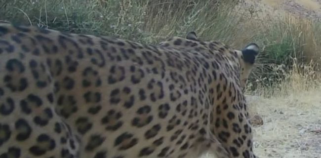 ثبت تصویر پلنگ با دوربین تلهای در محدوده دره زرشکی سقزدره منطقه شکار ممنوع کوه سفید دماوند ثبت تصویر پلنگ با دوربین تلهای در محدوده دره زرشکی سقزدره منطقه شکار ممنوع کوه سفید دماوند