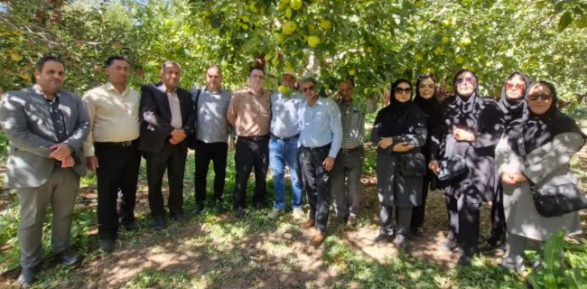 دماوند قطب تولید سیب کشور/ عملیات «کیلگیری» برای انتخاب باغدار نمونه در منطقه جابان آغاز شد دماوند قطب تولید سیب کشور/ عملیات «کیلگیری» برای انتخاب باغدار نمونه در منطقه جابان آغاز شد