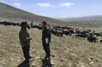 برخورد با چرای زودهنگام در دماوند ادامه دارد/ اخراج ۸۰۰ واحد دامی از مراتع سربندان و وادان