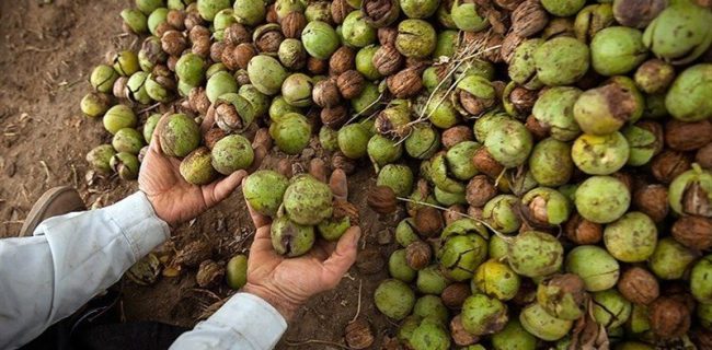 افزایش ۵۰ درصدی قیمت گردو در دماوند