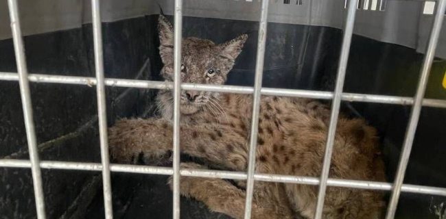 زندهگیری و نجات یک قلاده سیاهگوش در روستای سربندان زندهگیری و نجات یک قلاده سیاهگوش در روستای سربندان