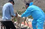 واکسیناسیون رایگان حیوانات خانگی و روستایی بر علیه بیماری هاری در شهرستان دماوند