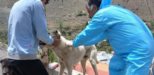 واکسیناسیون رایگان حیوانات خانگی و روستایی بر علیه بیماری هاری در شهرستان دماوند