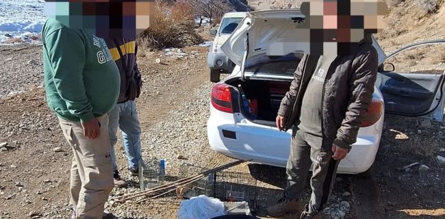 عاملان زنده‌گیری پرندگان وحشی در منطقه رودافشان دماوند متوقف شدند