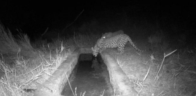 برای اولین بار ثبت تصویر همزمان از  ۲ پلنگ در منطقه شکار ممنوع کوه سفید دماوند