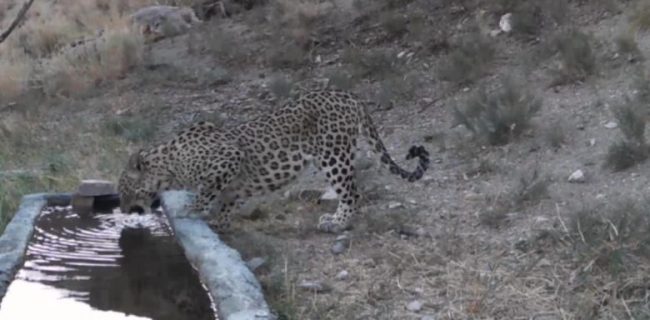 دماوند بهشت پلنگهای ایرانی/ پلنگهای دماوند نامگذاری و شناسنامهدار میشوند دماوند بهشت پلنگهای ایرانی/ پلنگهای دماوند نامگذاری و شناسنامهدار میشوند