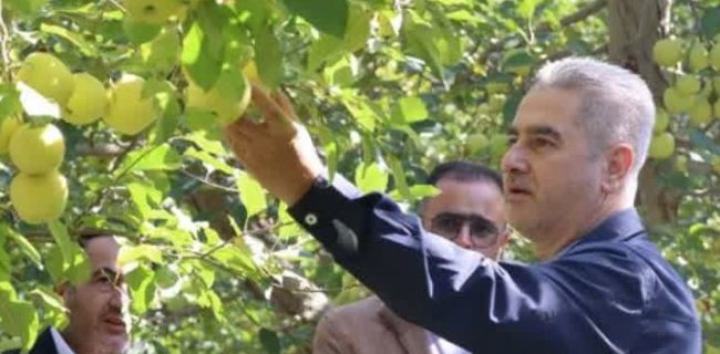 آغاز فصل برداشت محصول سیب درختی از باغات شهرستان دماوند