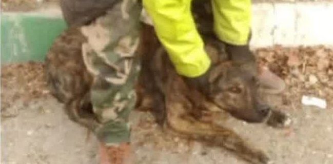 اجرای مستمر طرح جمع‌آوری و زنده‌گیری سگ‌های بلاصاحب در شهر دماوند