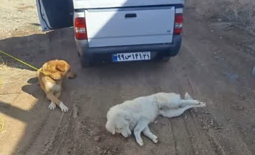 کنترل جمعیت سگهای بلاصاحب در اولویت اقدامات شهرداری آبسرد/ ۶۵ قلاده سگ بلاصاحب در اول اسفند ماه از سطح شهر جمعآوری شد کنترل جمعیت سگهای بلاصاحب در اولویت اقدامات شهرداری آبسرد/ ۶۵ قلاده سگ بلاصاحب در اول اسفند ماه از سطح شهر جمعآوری شد