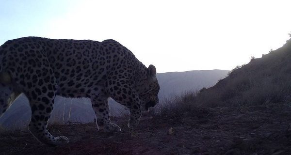 ثبت تصویر چهارمین پلنگ در کوه سفید دماوند