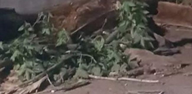 سقوط درخت در شهر کیلان جان پسر جوان را گرفت