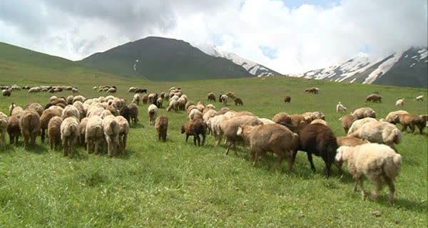 چرای دام مهم‌ترین دلیل تخریب پوشش گیاهی و چند برابر شدن خطر سیلاب