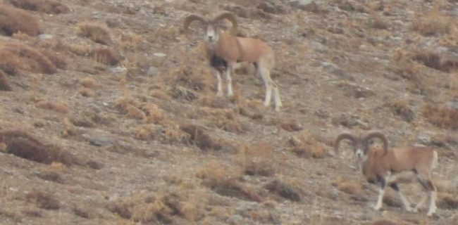 آغاز سرشماری پاییزی حیات وحش در شهرستان دماوند/ افزایش 30 درصدی جمعیت در اولین روز سرشماری در ارتفاعات دریاچه تار آغاز سرشماری پاییزی حیات وحش در شهرستان دماوند/ افزایش ۳۰ درصدی جمعیت در اولین روز سرشماری در ارتفاعات دریاچه تار