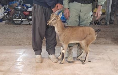 کل وحشی دو ساله منطقه شکار ممنوع کوه سفید به کشاورز محمود‌آبادی پناه آورد/ بعد از درمان، تیمار و اطمینان از سلامت در زیستگاه رهاسازی می‌شود