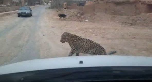 مشاهده یک قلاده پلنگ در روستای مغانک شهرستان دماوند/ یگان حفاظت محیط زیست شهرستان دماوند جهت زنده‌گیری در محل مستقر است + فیلم