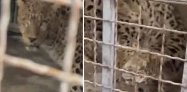 حال پلنگ زندهگیری شده در روستای مغانک شهرستان دماوند مساعد است/ پلنگ پس از بهبودی کامل در طبیعت رهاسازی میشود حال پلنگ زندهگیری شده در روستای مغانک شهرستان دماوند مساعد است/ پلنگ پس از بهبودی کامل در طبیعت رهاسازی میشود