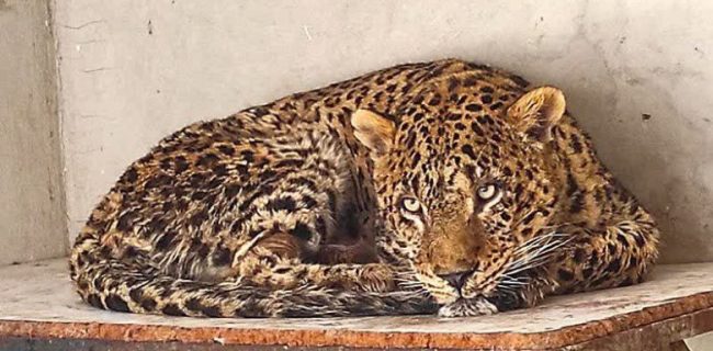 دامپزشکان: امیدواریم پلنگ دماوند بهبود یابد/ شرایط پلنگ به‌ شدت بحرانی شد