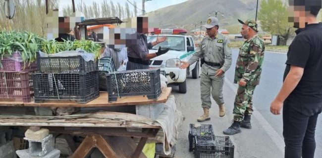 آغاز طرح برخورد با برداشت بی‌رویه و فروش گیاهان مرتعی در دماوند