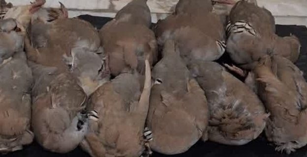 دستگیری عاملین زنده‌گیری و کشتار ۱۴ کبک وحشی در عملیات مشترک پلیس امنیت و محیط‌بانان دماوند