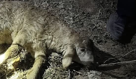 نجات یک راس گوسفند از داخل چاه قدیمی به عمق ۴۰ متر در منطقه همند کوهان توسط آتشنشانان شهر آبسرد نجات یک راس گوسفند از داخل چاه قدیمی به عمق ۴۰ متر در منطقه همند کوهان توسط آتشنشانان شهر آبسرد