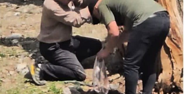 تخریب طبیعت در روز سیزدهم فروردین‌ماه در دماوند/ از شکستن درخت در منطقه  تیزآب  تا شکستن پای کل وحشی در عالی دره