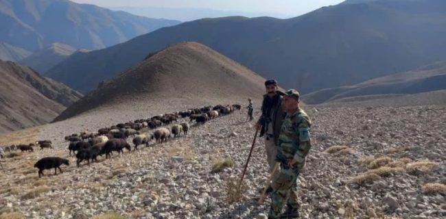 اجرای گشت مشترک یگان حفاظت ادارات محیط زیست و منابع طبیعی شهرستان دماوند و اخراج دام های غیر مجاز از ارتفاعات ۳۵۰۰ متری دریاچه تار/ یک گله دام ۲۰۰ راسی شناسایی و از مراتع اخراج شد