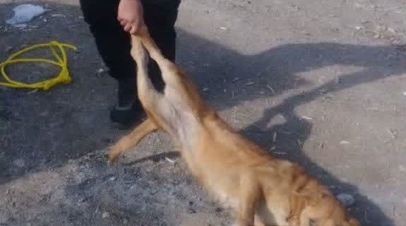 زنده‌گیری و جمع‌‎آوری ۳۰ قلاده سگ بلاصاحب در شهر آبسرد