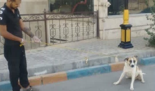 جمعآوری ۳۰ قلاده سگ بلاصاحب در شهر آبسرد/ کنترل جمعیت سگهای ولگرد در اولویت شهرداری جمعآوری ۳۰ قلاده سگ بلاصاحب در شهر آبسرد/ کنترل جمعیت سگهای ولگرد در اولویت شهرداری