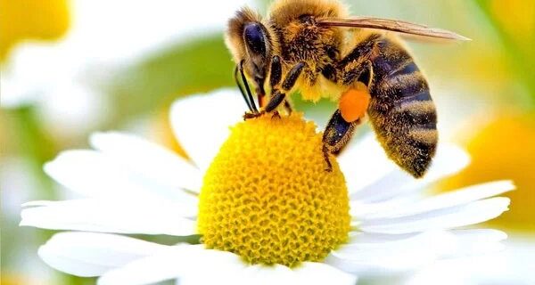 زنبورداری استان تهران در خطر نابودی است