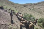 اخراج ۷۰۰ رأس دام غیرمجاز از مراتع دماوند/ تشکیل پرونده قضایی برای متخلفان در انتظار است اخراج ۷۰۰ رأس دام غیرمجاز از مراتع دماوند/ تشکیل پرونده قضایی برای متخلفان در انتظار است