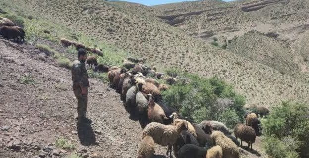 اخراج ۷۰۰ رأس دام غیرمجاز از مراتع دماوند/ تشکیل پرونده قضایی برای متخلفان در انتظار است