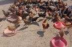 تشدید برخورد قانونی با عرضه‌کنندگان مرغ زنده در شهرستان دماوند