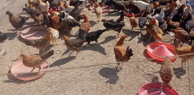 تشدید برخورد قانونی با عرضه‌کنندگان مرغ زنده در شهرستان دماوند