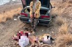 شناسایی و دستگیری عاملان کشتار ۳ رأس قوچ و میش وحشی در ارتفاعات منطقه شکار ممنوع کوه سفید دماوند شناسایی و دستگیری عاملان کشتار ۳ رأس قوچ و میش وحشی در ارتفاعات منطقه شکار ممنوع کوه سفید دماوند