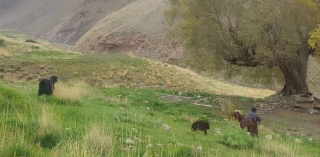 جلوگیری از ورود زودهنگام دام به مراتع تار/ چرای بی رویه تهدیدی جدی برای مراتع و زنبورداری دماوند/ درگیری یکی از عشایر خارج شهرستان دماوند با محیط‌بانان به‌علت ورود زودهنگام به مراتع