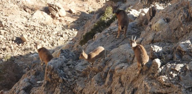 رکورد جمعیت حیات وحش در شهرستان دماوند شکسته شد/ پایان سرشماری پاییزی سال جاری و شمارش ۳۸۷۷ قوچ و میش و کل و بز وحشی