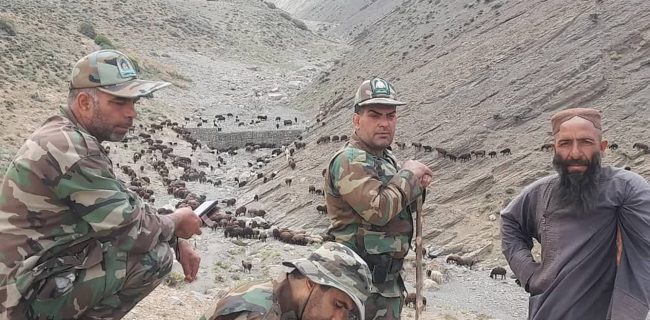 شاخ شماری ۱۶ بلوک دام و اخراج ۲۸۲۰ رأس واحد دامی غیرمجاز از مراتع شهرستان دماوند در پلاک‌های وستان، گلرد و فیل زمین