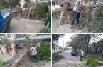 حضور به‌موقع نیروهای خدمات شهری شهرداری دماوند در محل سقوط درخت در خیابان عقیق گیلاوند