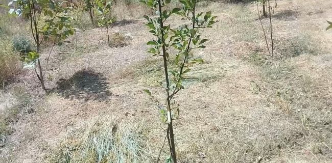 خسارت جدی کشاورزان دماوند از حمله شبانه گرازها/ انتقاد کشاورزان از اداره محیط زیست دماوند