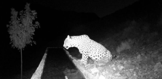 شناسایی و نام‌گذاری پلنگ جدید در منطقه شکار ممنوع کوه سفید شهرستان دماوند