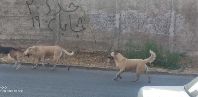 گلایه شهروندان ساکن مناطق گیلاوند و دماوند از حضور دستههای سگ و زباله در کوچهها و معابر گلایه شهروندان ساکن مناطق گیلاوند و دماوند از حضور دستههای سگ و زباله در کوچهها و معابر