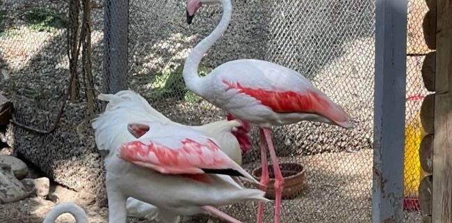 نجات پرندگان کمیاب و گوزن زرد ایرانی از یک مرکز غیرمجاز در رودهن