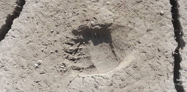 ثبت تصویر ردپای خرس در حاشیه دریاچه‌های تار و هویر دماوند