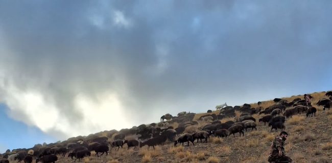 گشت مشترک محیط‌بانان و جنگل‌بانان دماوند برای کنترل چرای غیرمجاز دام در ارتفاعات دریاچه تار