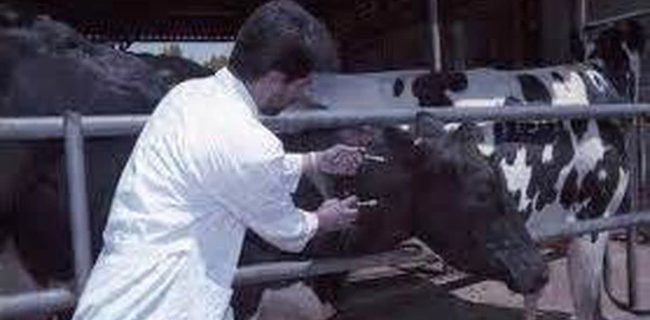 تب برفکی و کنترل آن در سایه اقدامات پیشگیرانه دامپزشکی شهرستان دماوند/ وجود ۶۵ هزار رأس دام سبک و ۴ هزار رأس دام سنگین در شهرستان دماوند/ حدود ۵۵ هزار رأس دام سبک و ۴ هزار رأس دام سنگین واکسینه شده‌اند