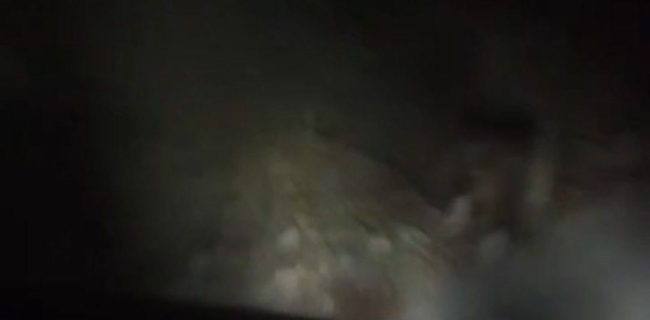 مشاهده خرس قهوه‌ای در روستای یهر دماوند/ حضور محیط‌بانان در منطقه/ خطری مردم را تهدید نمی‌کند