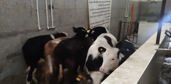 کشف دام زنده قاچاق در شهرستان دماوند/ توقیف نیسان حامل ۶ رأس گوساله قاچاق به ارزش ۴ میلیارد و ۸۰۰ میلیون ریال