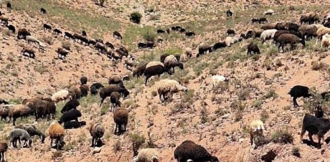 تشدید نظارت بر پروانه چرای دام و واکسیناسیون عشایر در دماوند